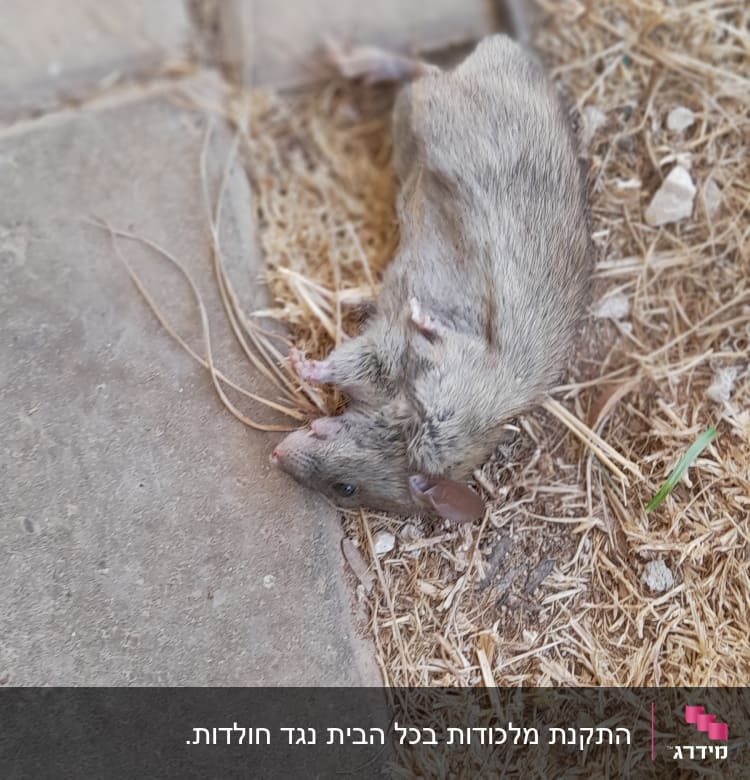 עכבר מת על רצפה עם קש יבש